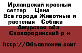 Ирландский красный сеттер. › Цена ­ 30 000 - Все города Животные и растения » Собаки   . Амурская обл.,Сковородинский р-н